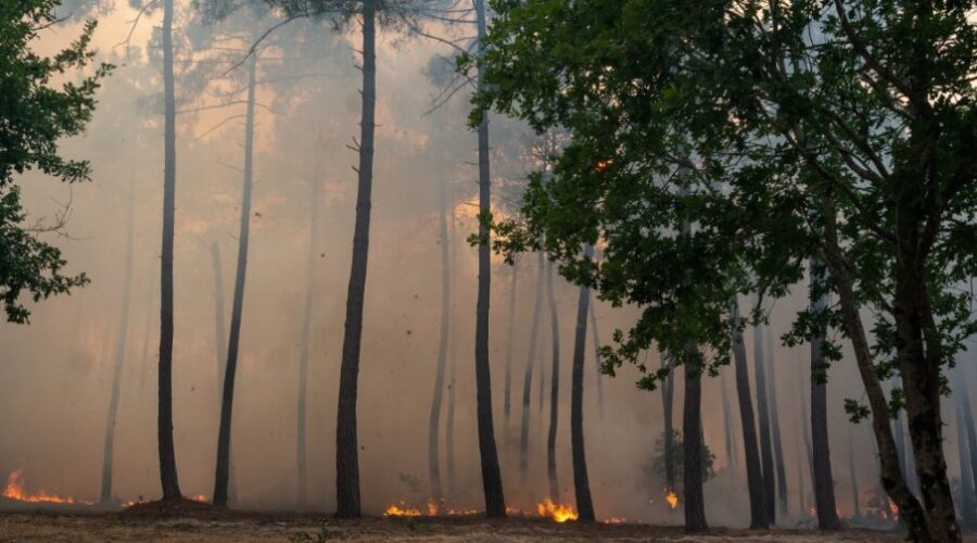 Bogataš posekao šumu da bi sprečio širenje požara, pa dobio