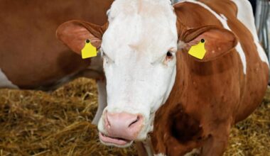 Veštačka inteligencija stiže na srpske farme! Srbija i Kanada dogovaraju saradnju koja bi mogla da promeni poljoprivredu