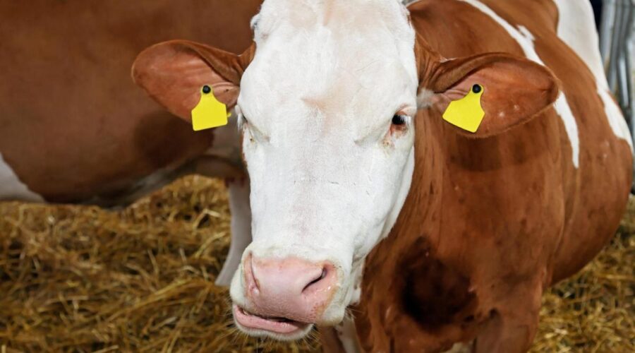 Veštačka inteligencija stiže na srpske farme! Srbija i Kanada dogovaraju saradnju koja bi mogla da promeni poljoprivredu