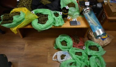 ZAPLENJENO 13 KILOGRAMA MARIHUANE U BORU. Uhapšen 40-godišnjak zatečen u zasadu kanabisa