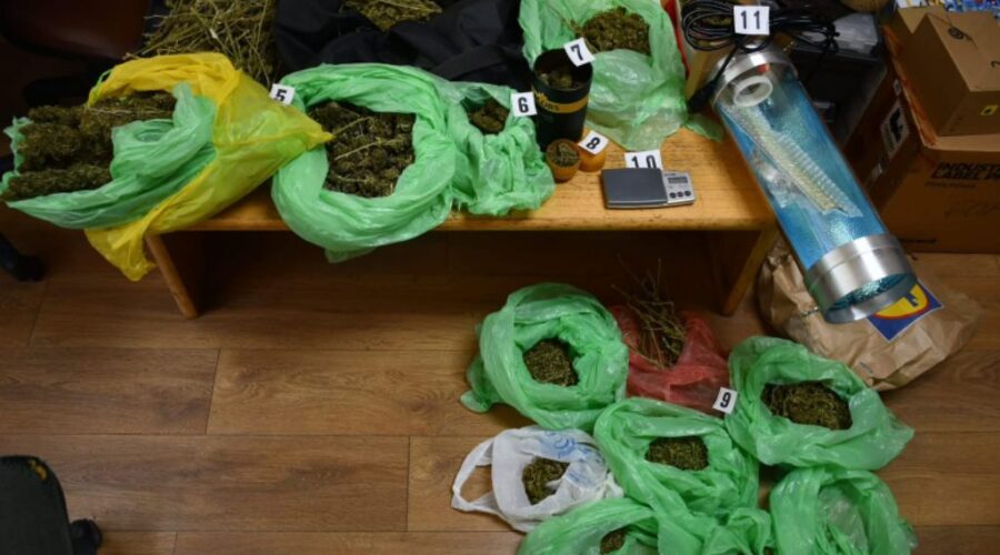 ZAPLENJENO 13 KILOGRAMA MARIHUANE U BORU. Uhapšen 40-godišnjak zatečen u zasadu kanabisa