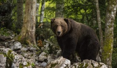 Rekordan broj susreta sa medvedima na zapadu SAD
