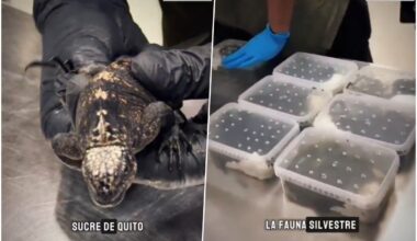Policija otvorila kofer i ostala u šoku! Ruskinja pokušala da prokrijumčari preko 30 živih životinja, svaka bila zarobljena u malom kontejneru! (video)