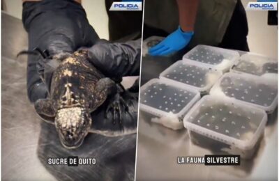 Policija otvorila kofer i ostala u šoku! Ruskinja pokušala da prokrijumčari preko 30 živih životinja, svaka bila zarobljena u malom kontejneru! (video)