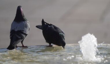 Zadržava se toplotni talas u Srbiji, najviša dnevna temperatura do 37 stepeni