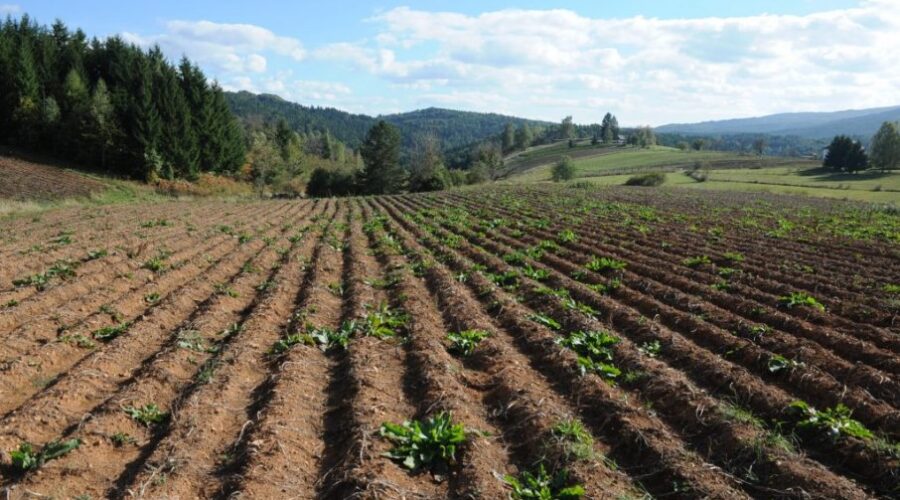 Drugi krug licitacije za poljoprivredno zemljište u Kraljevu