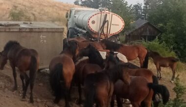 Obezbeđena voda za poludivlje konje na Stolovima