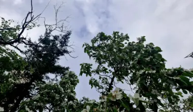 Od sredine dana kiša: U delovima Srbije vremenske nepogode i jaki udari vetra