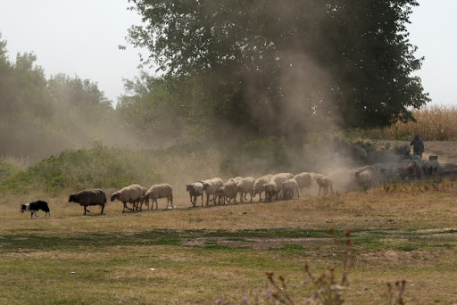 Požar kod Sjenice