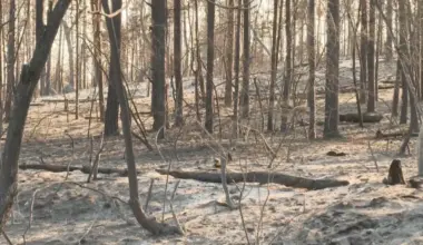 RHMZ izdao upozorenje za Deliblatsku pešaru: Nepovoljni meteorološki uslovi sa aspekta širenja požara