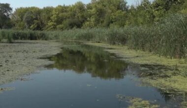 STANIŠTE BROJNIH BILjNIH I ŽIVOTINjSKIH VRSTA: Novi katamaran u Carskoj bari