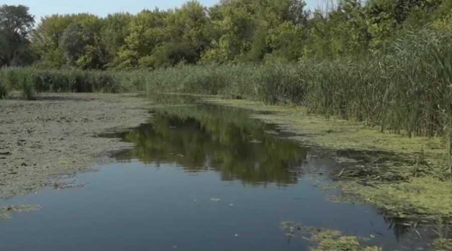 STANIŠTE BROJNIH BILjNIH I ŽIVOTINjSKIH VRSTA: Novi katamaran u Carskoj bari
