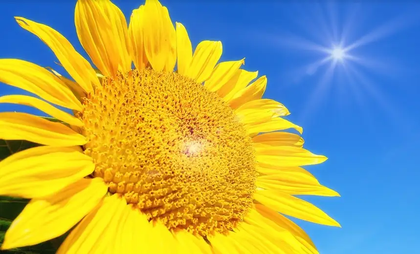 Sunčano i veoma toplo: Temperatura danas do 35 stepeni, u drugoj polovini sedmice i oko 40