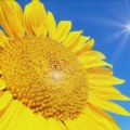 Sunčano i veoma toplo u Srbiji: Temperature do 36 stepeni, RHMZ upozorava na opasnost od požara