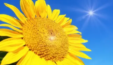 Sunčano i veoma toplo u Srbiji: Temperature do 36 stepeni, RHMZ upozorava na opasnost od požara
