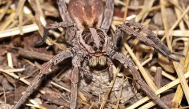 Tarantula se proširila Austrijom: Može da naraste do 2,5 centimetra | Srpska dijaspora