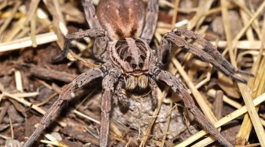 Tarantula se proširila Austrijom: Može da naraste do 2,5 centimetra | Srpska dijaspora
