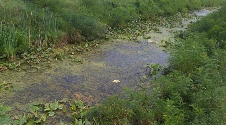 U Požarevcu sutra suzbijanje larvi komaraca
