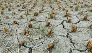 U Sijenici proglašena vanredna situacija zbog dugotrajne suše