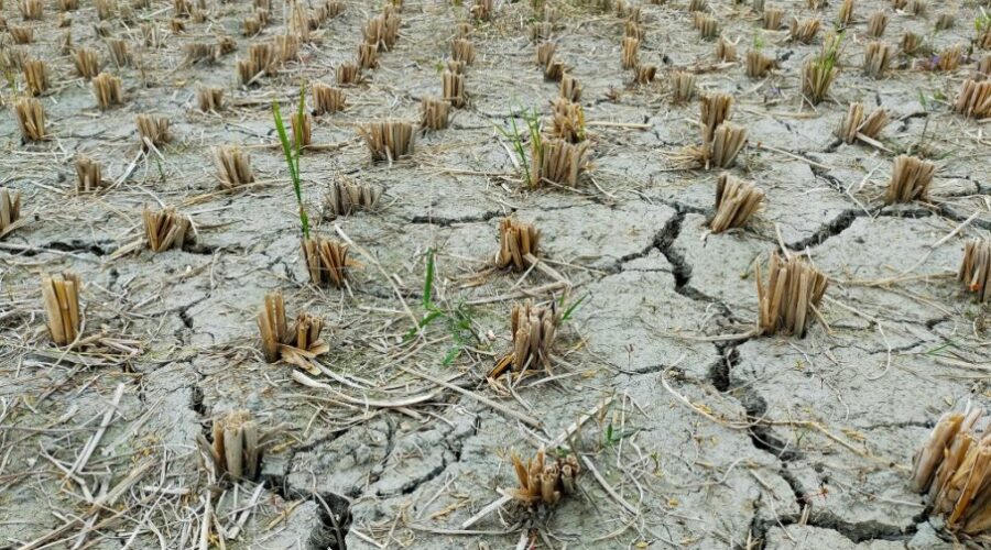 U Sijenici proglašena vanredna situacija zbog dugotrajne suše