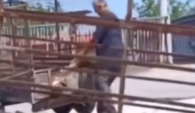 UHAPŠEN RADNIK PEČENJARE KOJI JE UBIO DVA PSA: Ispituje se da li je meso prodavao mušterijama! (VIDEO)