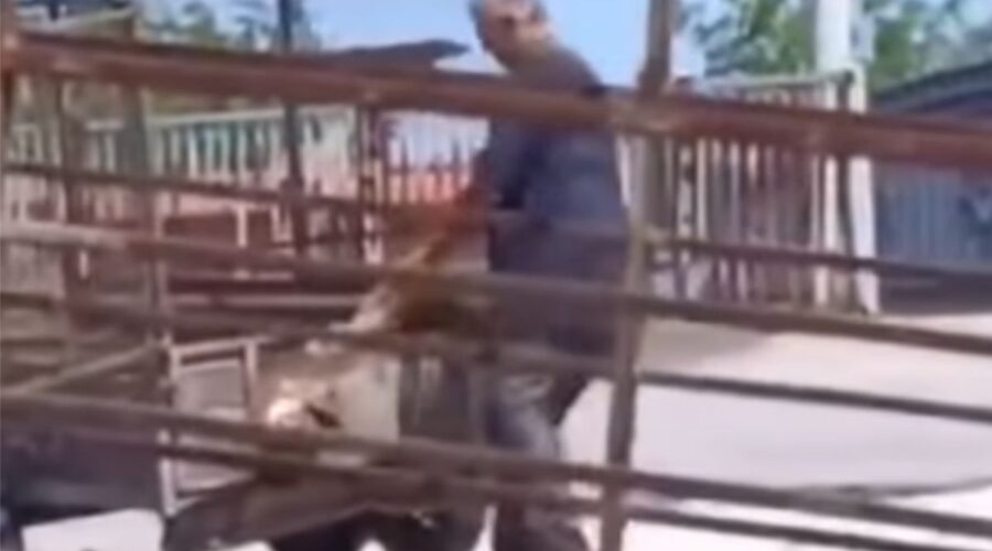 UHAPŠEN RADNIK PEČENJARE KOJI JE UBIO DVA PSA: Ispituje se da li je meso prodavao mušterijama! (VIDEO)
