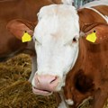 Veštačka inteligencija stiže na srpske farme! Srbija i Kanada dogovaraju saradnju koja bi mogla da promeni poljoprivredu