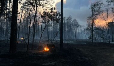 Šuma izgorela u požaru zadržava namenu, osim ako…: Organizacije upozoravaju na Izmene zakona o planiranju i izgradnji koje izazivaju sumnje