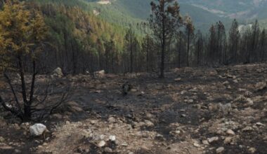 Konačno lokalizovan požar na planini poviše Kraljeva