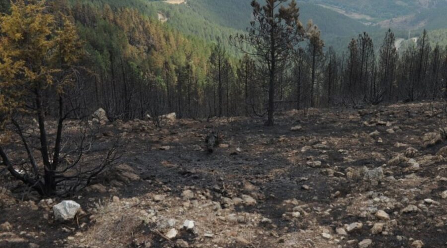 Konačno lokalizovan požar na planini poviše Kraljeva