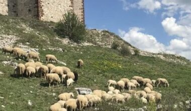 Severna Makedonije: Grom ubio 95 ovaca na planini kod Velesa