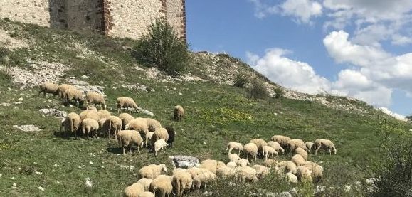 Severna Makedonije: Grom ubio 95 ovaca na planini kod Velesa