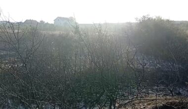 Požar u naselju Slavka Zlatanovića ugašen posle šest sati: Izgoreli voćnjaci, vatra stigla na desetak metara od kuća – VIDEO