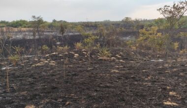 Aktuelni požari na Suvoj planini, u Kragujevcu i Pančevu
