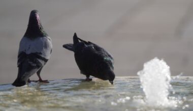 Sunčano i veoma toplo, posle podne ponegde kratkotrajna kiša – temperatura do 36 stepeni