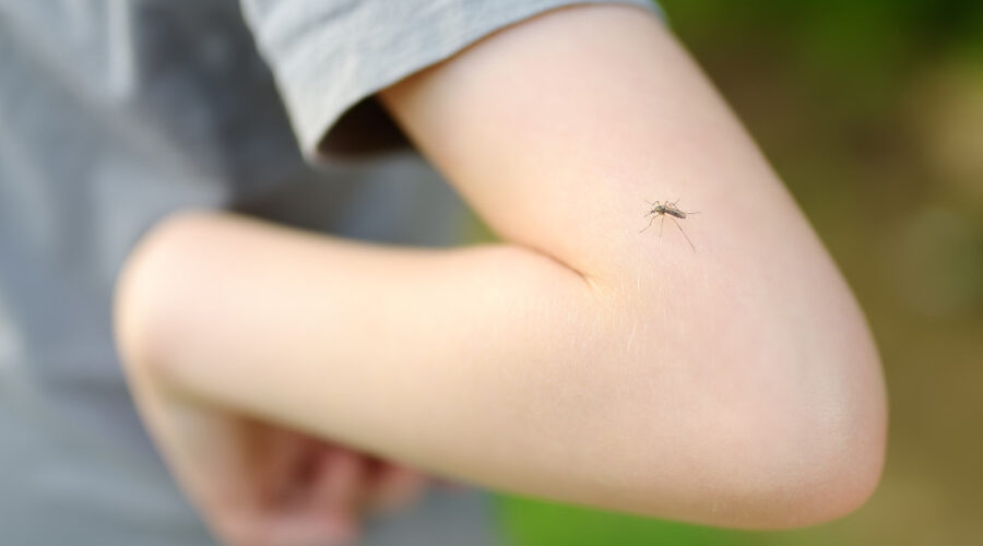 Groznica Zapadnog Nila u Srbiji: Registrovana 43 slučaja od početka sezone, u Beogradu 14