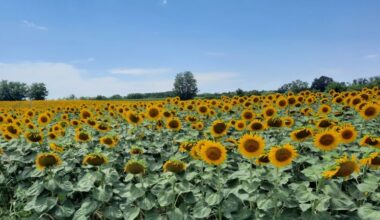 Studentski plan za poljoprivredu: Borba protiv klimatskih promena i uvozničkih lobija, opstanak mladih na selu i bolji položaj žena