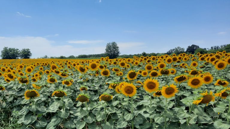 Studentski plan za poljoprivredu: Borba protiv klimatskih promena i uvozničkih lobija, opstanak mladih na selu i bolji položaj žena