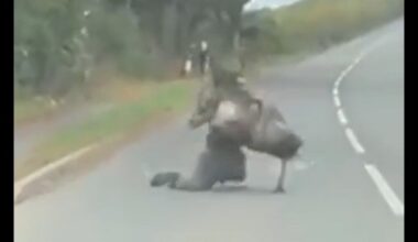 Čovek pokušao da savlada odbeglog emua, ovo morate videti