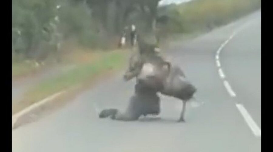 Čovek pokušao da savlada odbeglog emua, ovo morate videti