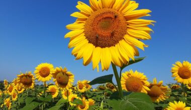 U Srbiji pretežno sunčano, temperatura do 26 stepeni
