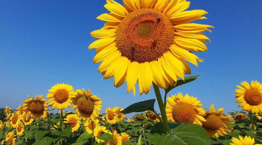 U Srbiji pretežno sunčano, temperatura do 26 stepeni