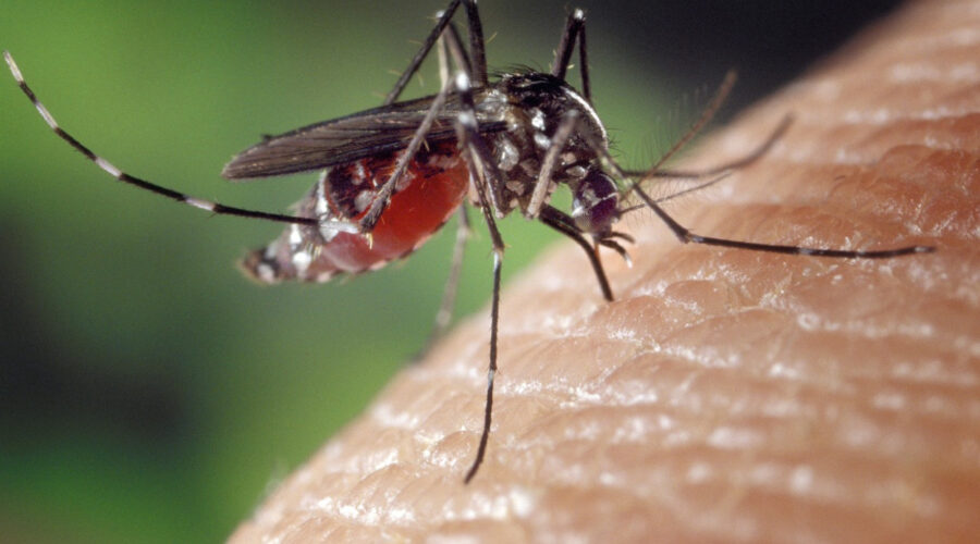 Novi podaci Batuta zabrinjavaju, virus i dalje prisutan: 49 od 53 obolela ima neuroinvazivni oblik bolesti