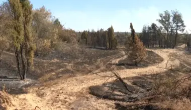 Akademski plenum: Opožarena šuma mora ostati šuma po sili zakona