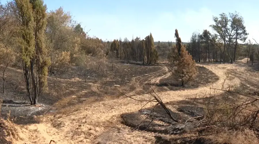 Akademski plenum: Opožarena šuma mora ostati šuma po sili zakona