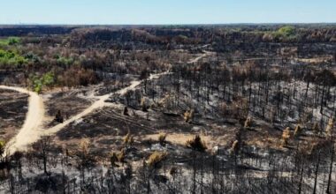 ČUDO NAKON POŽARA U DELIBLATSKOJ PEŠČARI: Divlja ruža iznikla usred zgarišta! (FOTO)
