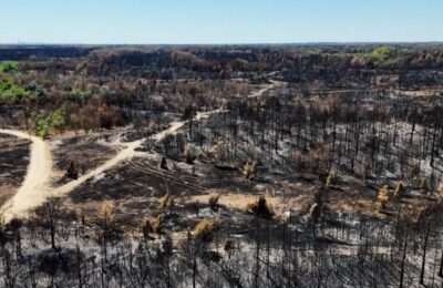 ČUDO NAKON POŽARA U DELIBLATSKOJ PEŠČARI: Divlja ruža iznikla usred zgarišta! (FOTO)