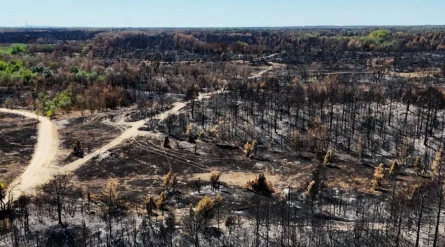 ČUDO NAKON POŽARA U DELIBLATSKOJ PEŠČARI: Divlja ruža iznikla usred zgarišta! (FOTO)