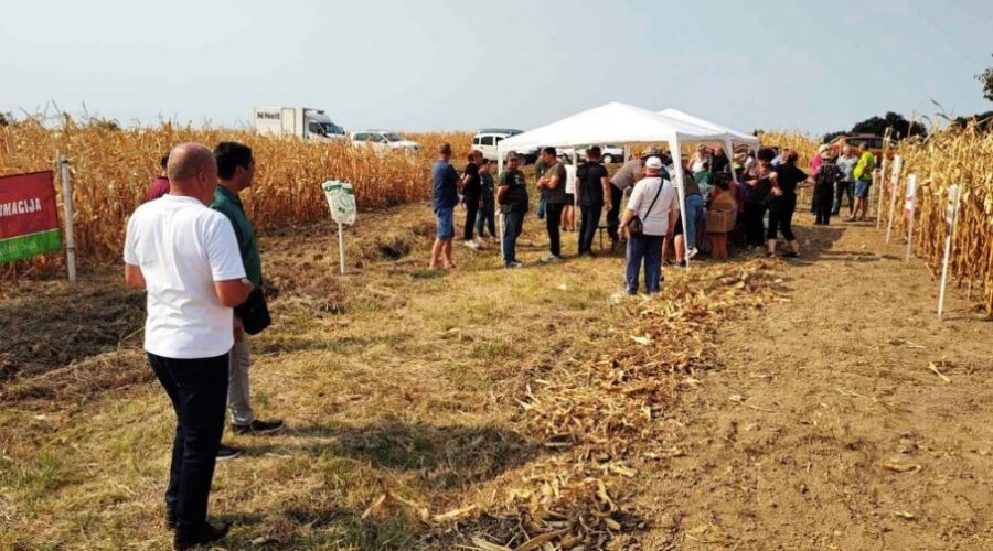 DAN POLjA KUKURUZA: PSSS Jagodina organizovala obilazak ogledne parcele