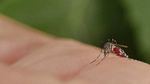 ГРОЗНИЦА ЗАПАДНОГ НИЛА СЕ ШИРИ СРБИЈОМ: До сад забележено 37 случајева оболелих, ево како да се заштитите